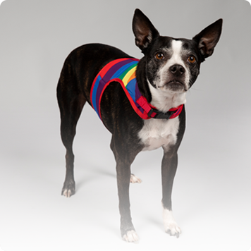 Accessories_products